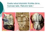 Maa geoloogiline areng ja evolutsioon #17