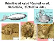 Maa geoloogiline areng ja evolutsioon #21