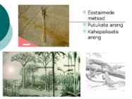 Maa geoloogiline areng ja evolutsioon #23