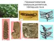 Maa geoloogiline areng ja evolutsioon #29