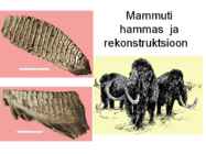 Maa geoloogiline areng ja evolutsioon #50