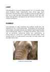 India elevant #5