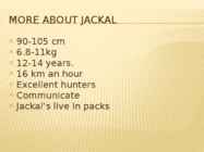 Jackal #6