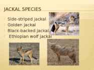 Jackal #7
