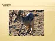 Jackal #9