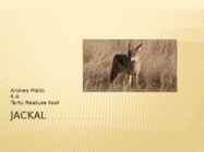 Jackal