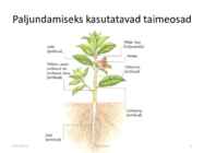 Taimede paljundamine 2016 #3