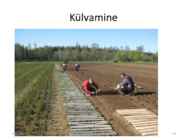 Taimede paljundamine 2016 #29