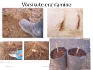 Taimede paljundamine 2016 #57