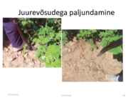 Taimede paljundamine 2016 #66