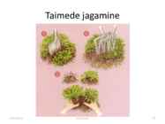 Taimede paljundamine 2016 #70