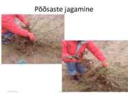 Taimede paljundamine 2016 #71