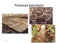 Taimede paljundamine 2016 #85