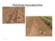 Taimede paljundamine 2016 #88