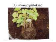 Taimede paljundamine 2016 #89