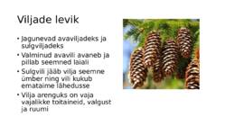 Õis ja vili #6
