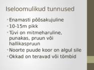 Ravimtaimed - Kadakas #3