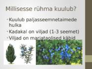 Ravimtaimed - Kadakas #5