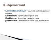 Vooluveetekkelised kuhjevormid #4