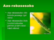 Niidutaimed #3