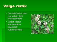 Niidutaimed #8