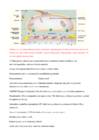 Neuropsühholoogia - Sissejuhatava loengu info #3