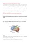 Neuropsühholoogia - Sissejuhatava loengu info #5