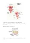 Neuropsühholoogia - Sissejuhatava loengu info #6