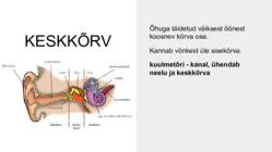 Kuidas inimene kuuleb #5