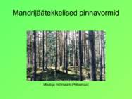 Eesti pinnavormid #3