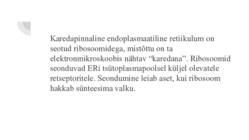 Kare endoplasmaatiline retiikulum #3