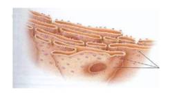 Kare endoplasmaatiline retiikulum #4