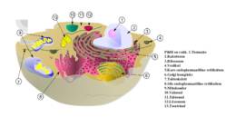 Kare endoplasmaatiline retiikulum #5