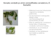 Võõrliigid Läänemeres #5