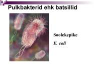 Bakterid ja bakterhaigused #6