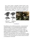 Charles Darwin #3