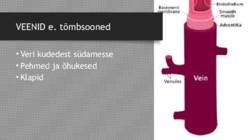 VERESOONED JA VERERINGE #7