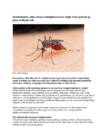 Zika viirus
