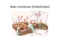 Di-vesinikodsiid #30