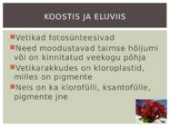 Punavetikad #3