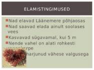 Punavetikad #5