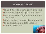 Punavetikad #6