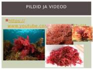 Punavetikad #7