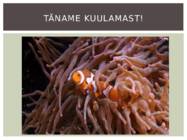 Punavetikad #8