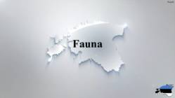 Fauna