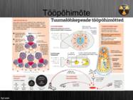 Tuumapomm #3