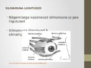 Nägemismeel #9