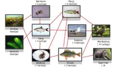Bioloogia Toiduvõrgustik