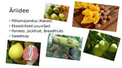 VANUATU - TTÜ esitlus #4