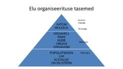 Ökoloogia sissejuhatus #11